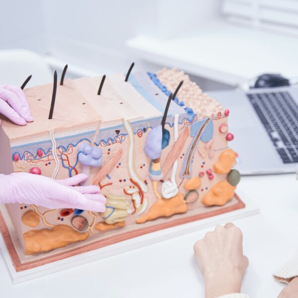 Qualified beauty clinic doctor explaining structure of dermis to woman